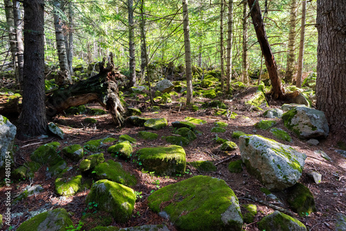 Moss-covered rocks and fallen trees in a quiet forest illuminated by soft sunlight. Mossy forest floor with rocks and logs bathed in soft light, evoking calm and natural richness.