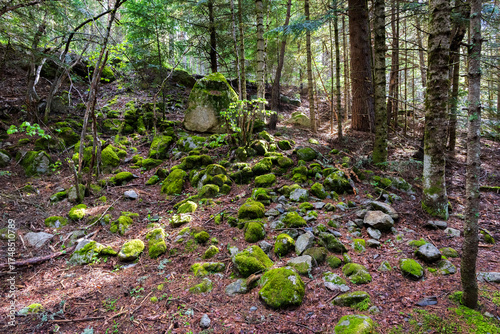 Moss-covered rocks and fallen trees in a quiet forest illuminated by soft sunlight. Mossy forest floor with rocks and logs bathed in soft light, evoking calm and natural richness.