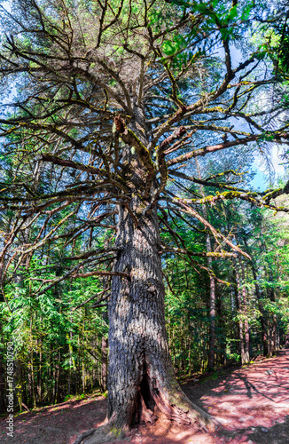 Ancient tree with sprawling branches and textured bark, radiating strength and quiet mystery in the forest.Majestic ancient tree with twisted roots, bathed in golden light, standing tall in forest.