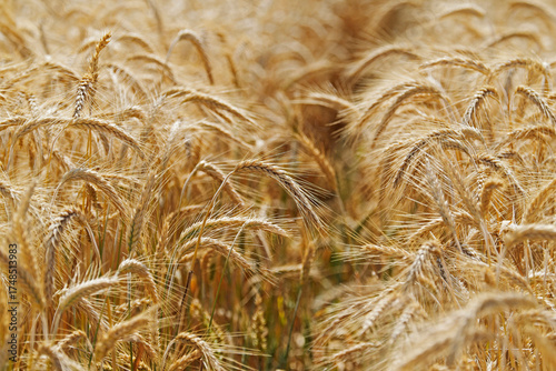 Gerste - Hordeum vulgare