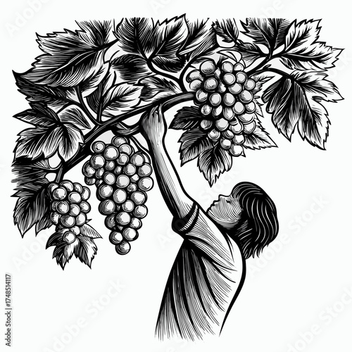 Grape harvest with a child reaching for grapes on a vine, vintage monochrome style
