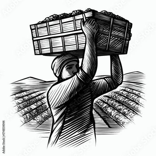 Grape harvest worker carrying a basket in a vineyard landscape, monochrome style
