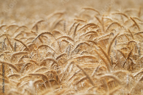 Gerste - Hordeum vulgare