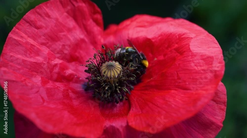 Macro closeup of bee collecting pollen on vibrant red poppy flower