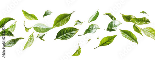 Fresh green tea leaves isolated on transparent background, scattered in a dynamic arrangement, symbolizing nature, health, and the essence of traditional beverage
