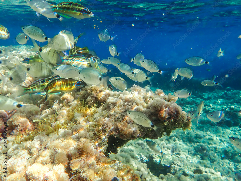 Obraz premium School fish swimming in blue sea water tropical under water. Scuba diving adventure in mediterranean sea. Fishes in underwater wild animal world, Coral and fish, underwater world wide angle view.