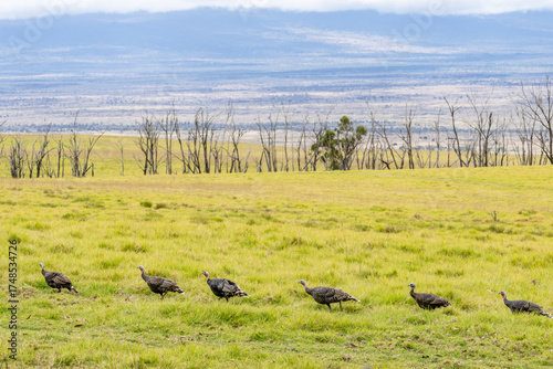 Εκτύπωση καμβά The wild turkey (Meleagris gallopavo) is an upland game bird native to North America