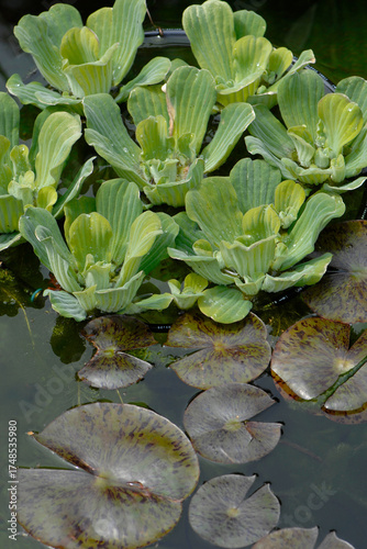 Wassersalat,  Pistia stratiotes