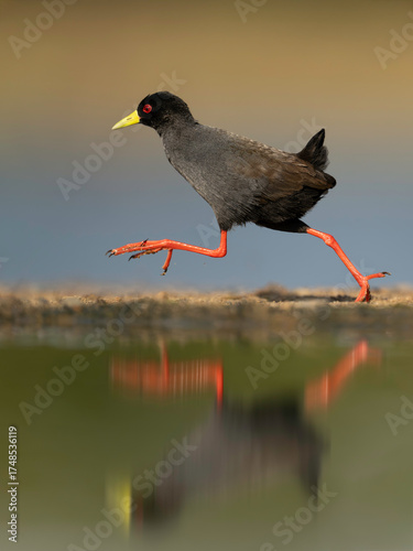 The black crake (Zapornia flavirostra) is a waterbird in the rail and crake family, Rallidae.