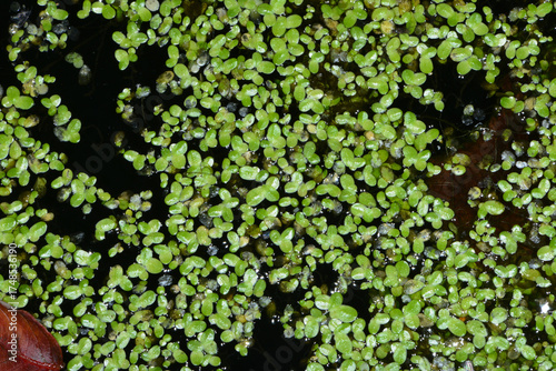 Kleine Wasserlinse; Lemna minor