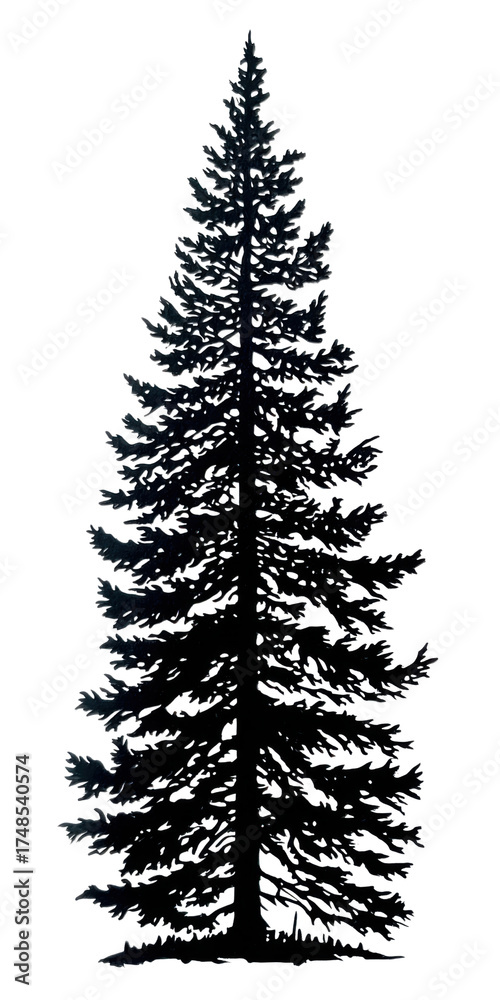 Fototapeta premium Majestic Evergreen: A towering evergreen tree stands tall, its silhouette against the light, a symbol of endurance and resilience. 
