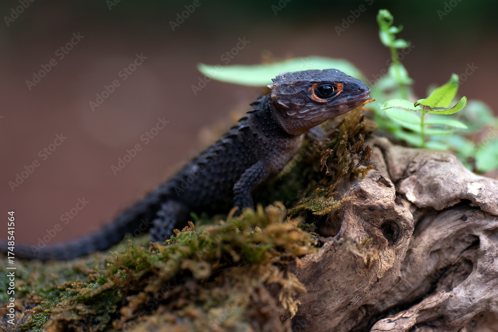 Obraz premium red eye crocodile skink on a tree trunk, close up of a Red-eyed Crocodile Skink (Tribolonotus gracilis)