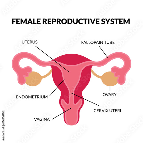 Female Reproductive System Anatomy Diagram
