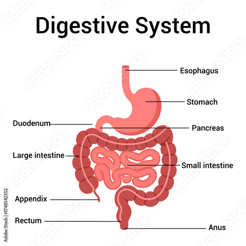 Human Digestive System Anatomy Vector