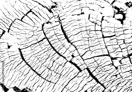 Cracked vintage tree stump surface showing natural texture and annual wood rings. Close up tree stump cracks