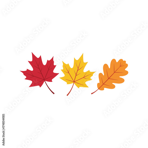 Three colorful autumn maple and oak leaves isolated on white vector illustration vector