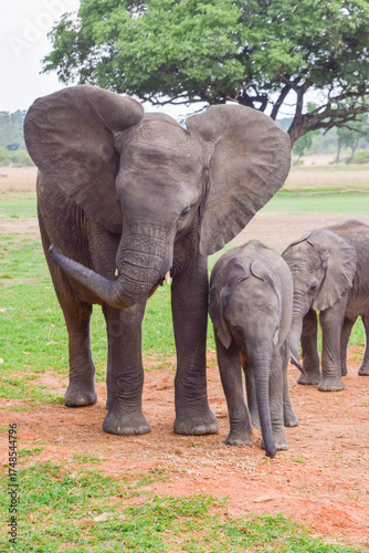 Young elephants in a wildlife sanctuary in Africa