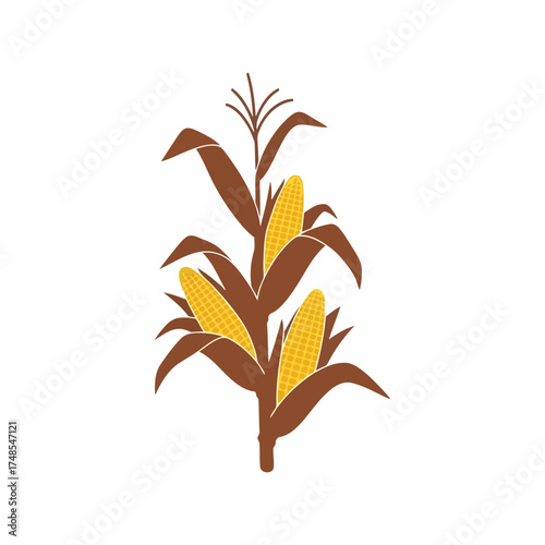 Ripe corn stalks harvest food agriculture plant organic farm summer season growth vector