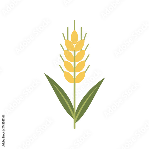 Golden wheat ear plant isolated on white illustration organic food agriculture harvest symbol vector