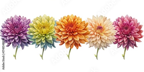 Colorful Row of Dahlias Illustrating a Variety of Hues on a White Background