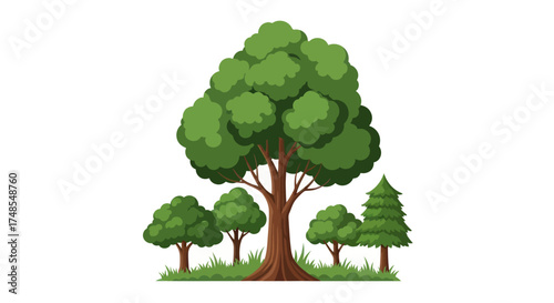 Lush Green Forest Scene with Diverse Tree Species.