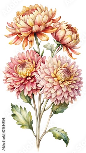 Wallpaper Mural Elegant watercolor painting of blooming Chrysanthemums with delicate pink and yellow petals Torontodigital.ca