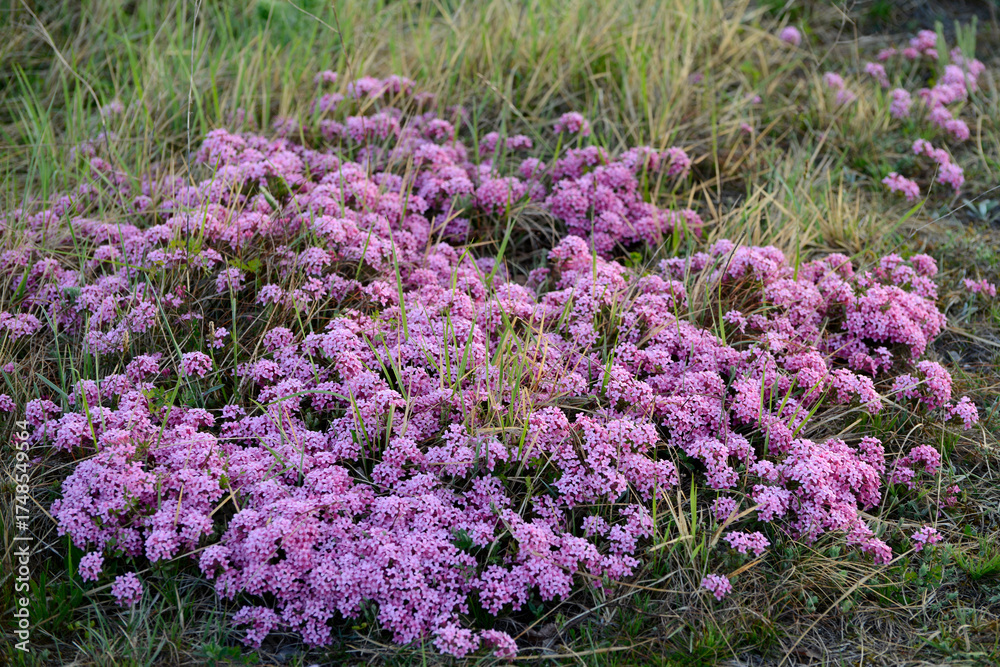 Obraz premium Rosmarin-Seidelbast, Daphne cneorum, Garchinger Heide