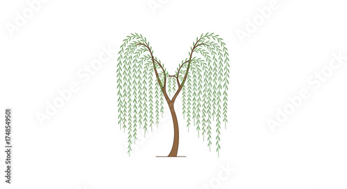 Elegant Weeping Willow Tree with Cascading Green Foliage.