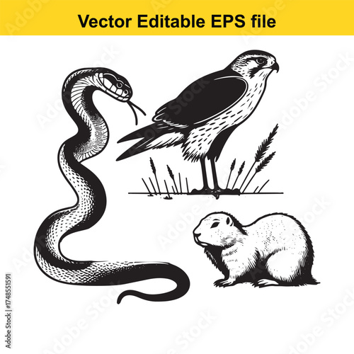 Vector art of artistic depiction of a coiled snake, a perched hawk, and a prairie dog in a naturalistic setting
