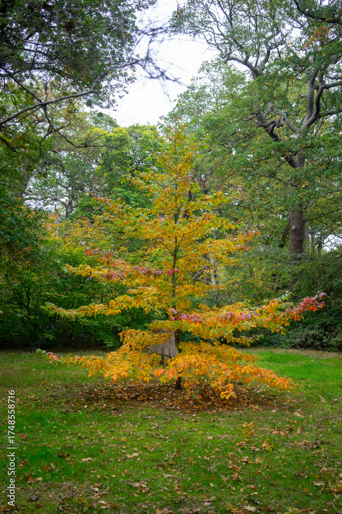 Naklejka premium Autumn leaves blanket the forest floor in vibrant red, orange, and yellow tones. Sunlight filters softly through the trees, creating a warm, golden glow