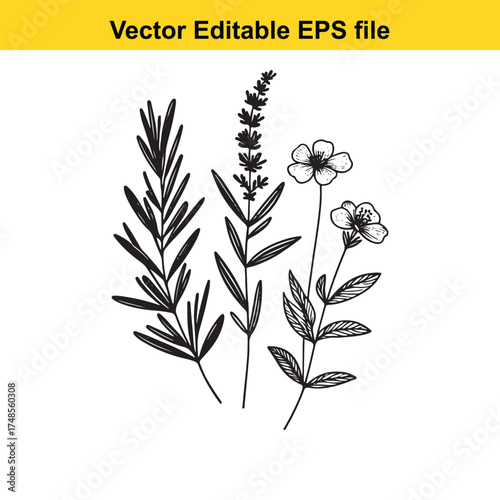 Vector art of botanical illustration of various plants and flowers, including rosemary, lavender, and wildflowers, presented as a sketch with delicate details