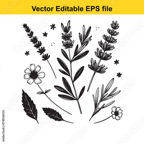 Vector art of botanical illustration of lavender and chamomile flowers with leaves and small asterisks