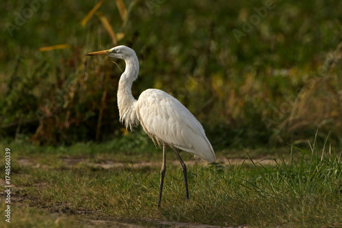 Czapla Biała (Ardea alba) na polowaniu