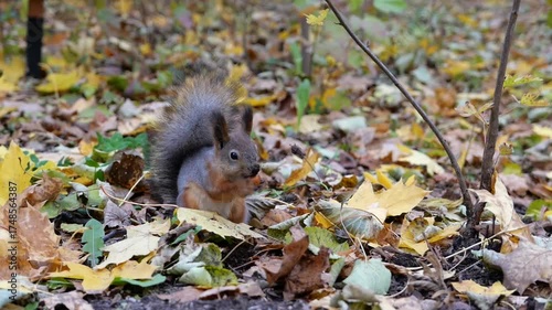 Funny squirrel with a fluffy tail gnaws on a nut in the autumn forest