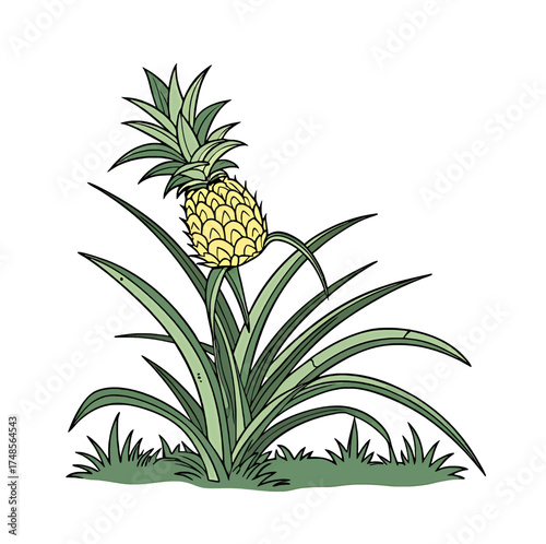 A single ripe pineapple growing on its green leafy plant in soft daylight.