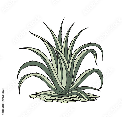 Healthy green agave plant with spiky leaves growing from gravel on white background
