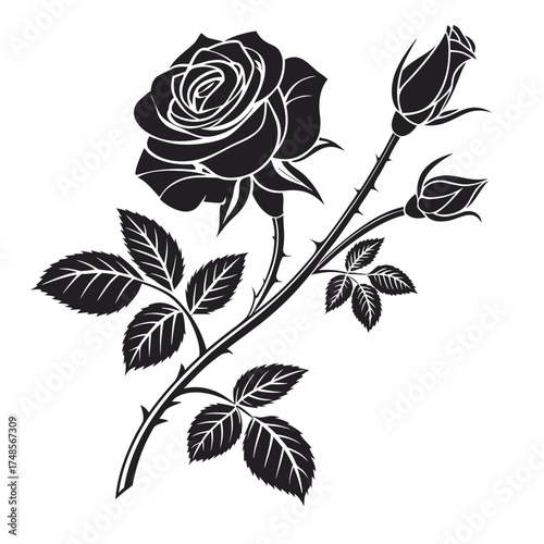 Black and white rose illustration