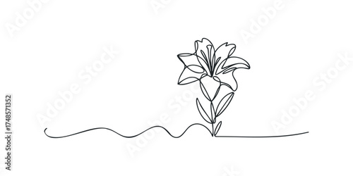Single line drawing of a lily flower