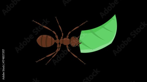 Animated video of an ant carrying a leaf on a black background, art, insect, cartoon, 2D.