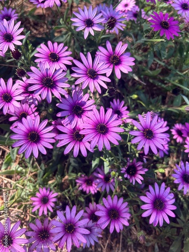 pink and purple flowers