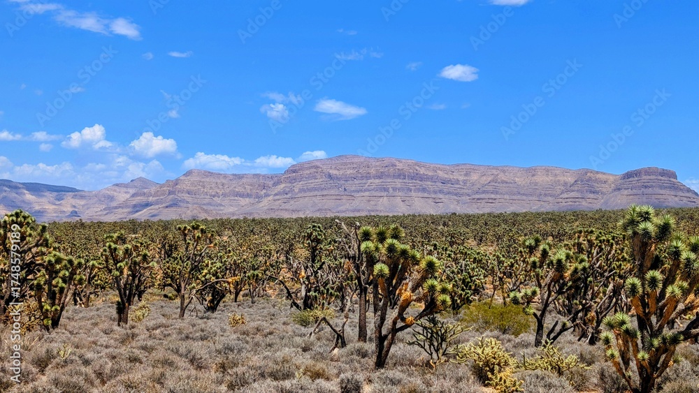 Fototapeta premium v joshua tree