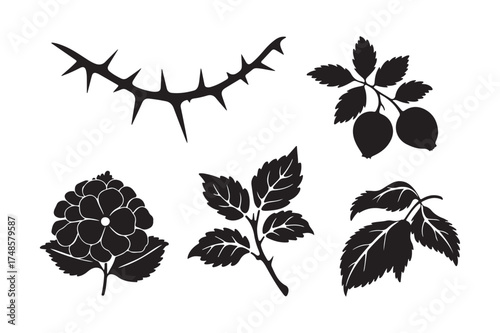 Black silhouette botanical elements of thorns and leaves