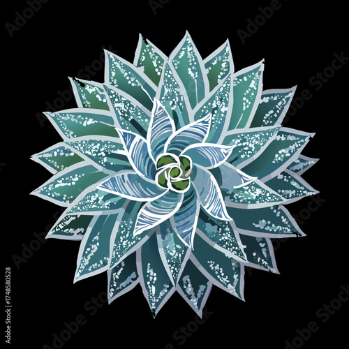 Dark Themed Echeveria Succulent Plant Top View Illustration with Deep Blue-Green Hues and Geometric Petals Vector Graphic