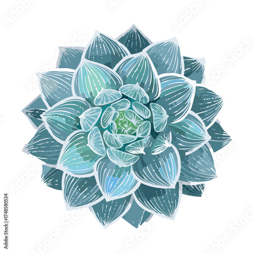 Beautiful Echeveria Succulent Plant Illustration with Intricate Rosette Pattern and Cool Tones Vector Graphic for Natural Art