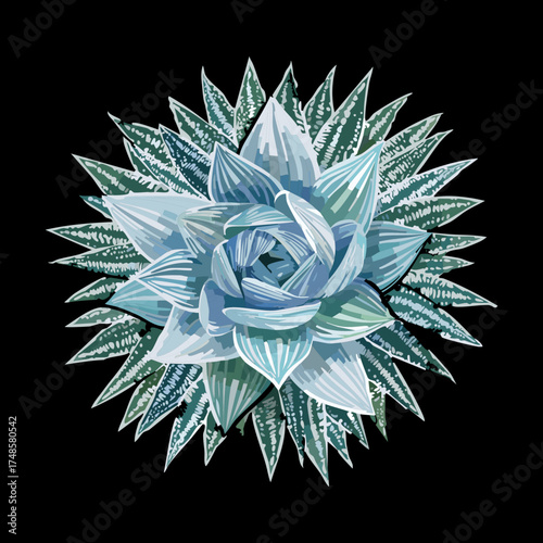Stunning Echeveria Succulent Plant Top View Illustration with Detailed Petals and Cool Blue-Green Tones Vector Graphic