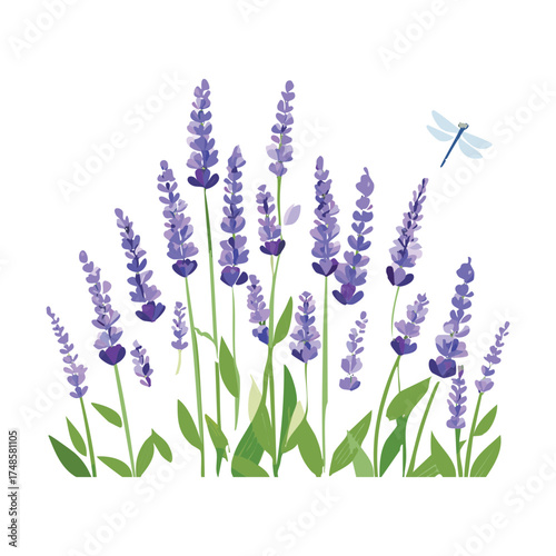 Aromatic Lavender Plants Field with Dragonflies Flying Gracefully in the Air