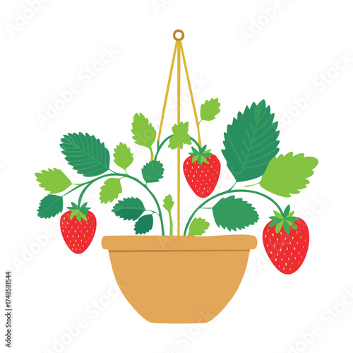 Terracotta Pot Strawberry Plants Hanging by a Rope in the Warm Sunlight