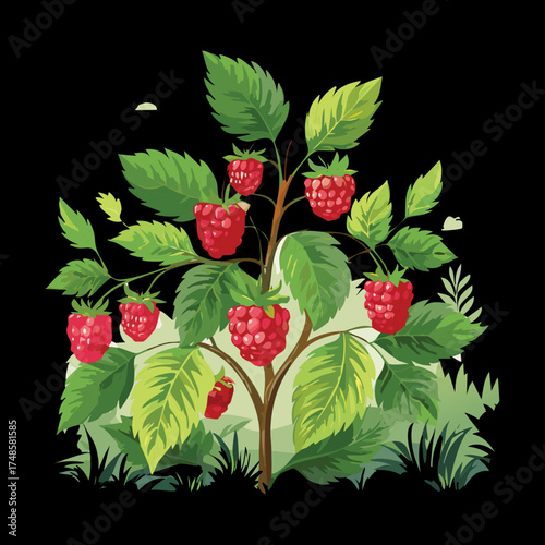 Wild Raspberry Bush with Ripe Red Berries and Green Leaves Dark Background Illustration Sweet Summer Fruit Harvest