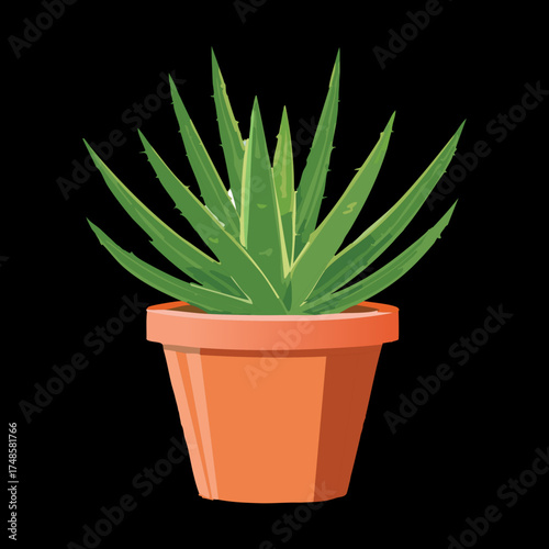 Tall Spiky Aloe Vera Plants Growing in a Terracotta Pot Houseplant Design