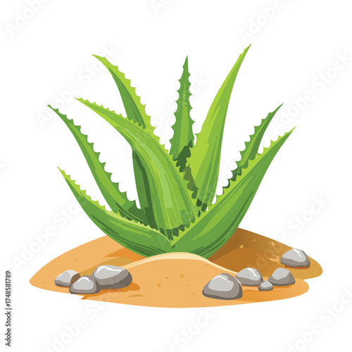 Hardy Succulent Aloe Vera Plants Surrounded by Small Stones and Pebbles